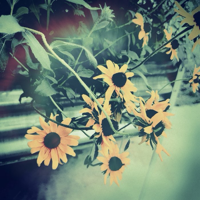Photograph by @laveau, shot with Carmen 85 + Hiragana + Yuletide