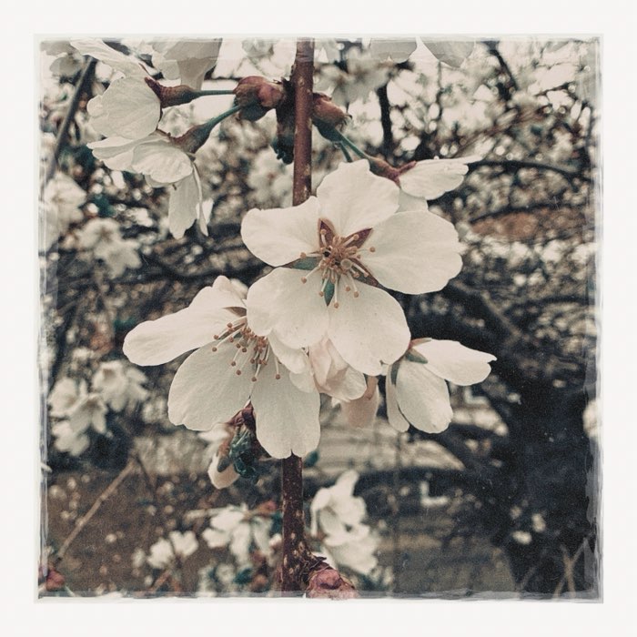 Photograph by @Robobear715522, shot with Kantō HP + Odakyu