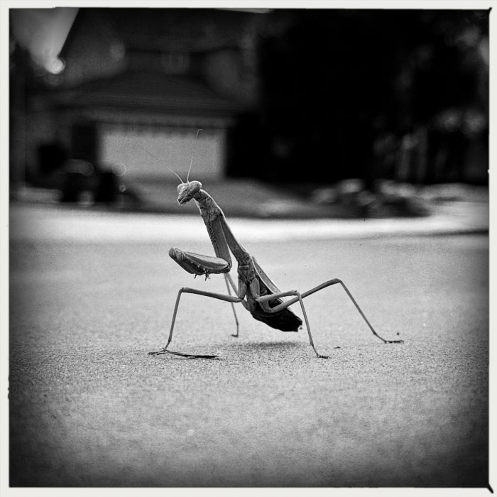 Photograph by @Yembo, shot with Lowy + Apollo + AO BW