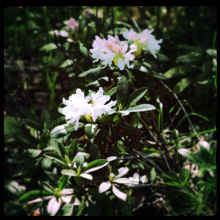 Photograph by @idaearuby, shot with Mindel + Cinematheque