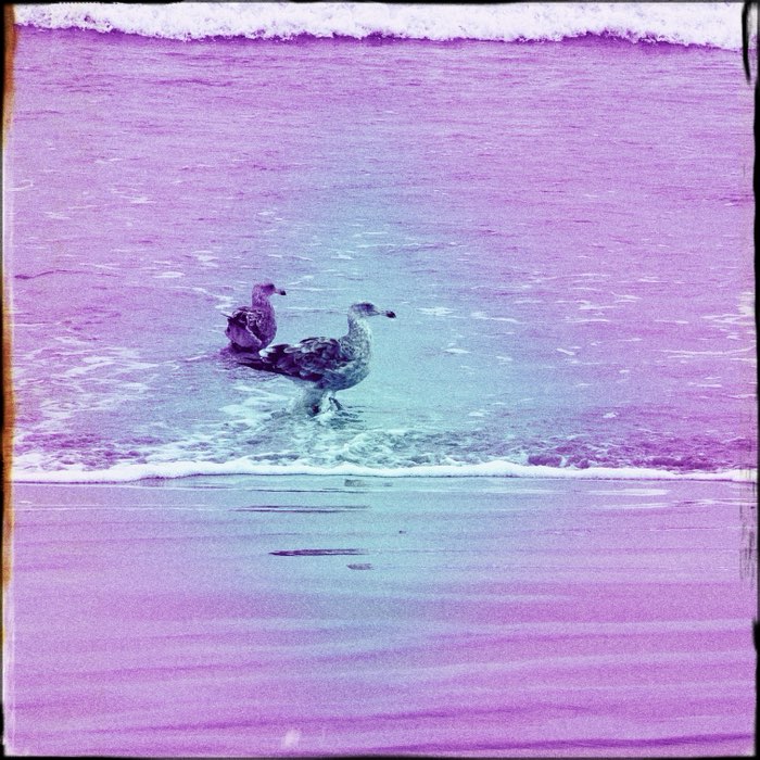 Photograph by @Stephen2050, shot with Katerina + Old Faithful + Berry Pop