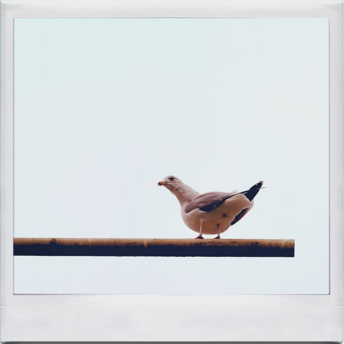Photograph by @keryl, shot with Hornbecker + RedEye Gel + Abbot K30