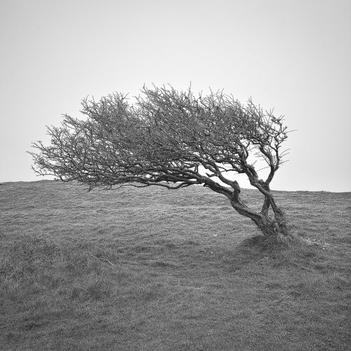 Photograph by @Ian_beanie, shot with Madalena + Triple Crown + BlacKeys XF