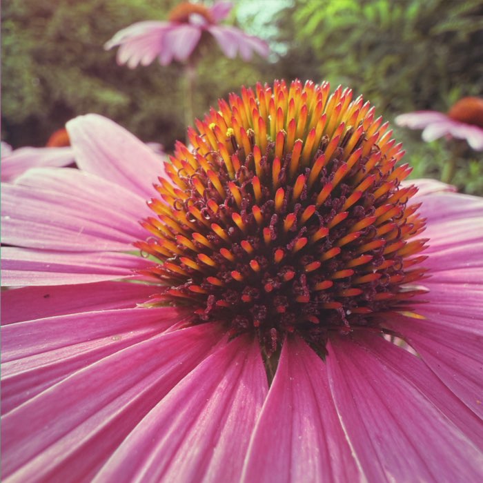 Photograph by @samxmas, shot with Sequoia + Muir
