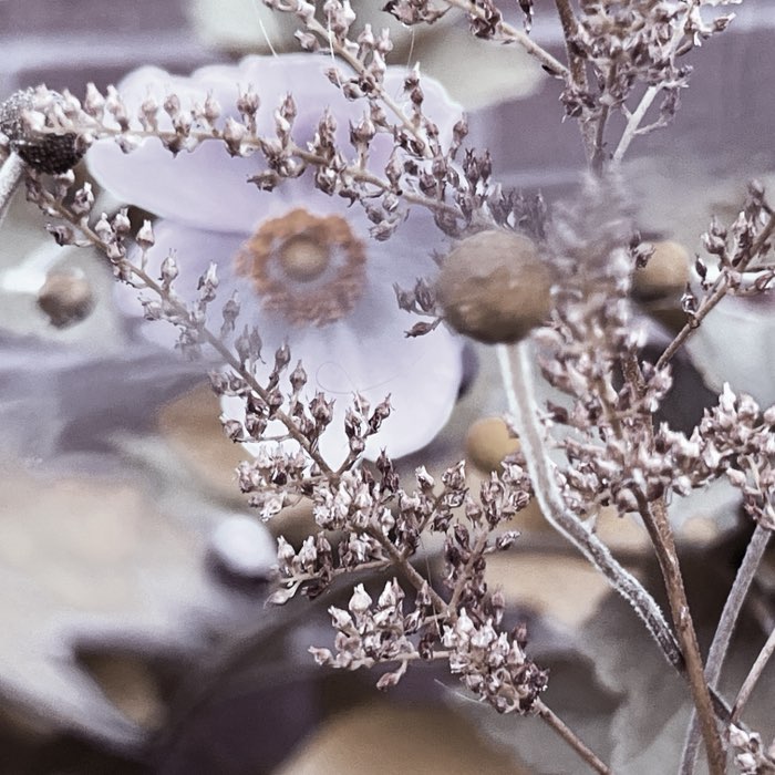 Photograph by @bindibirthmark, shot with Lui + Blanko C16 + Purple Raindrops Gel