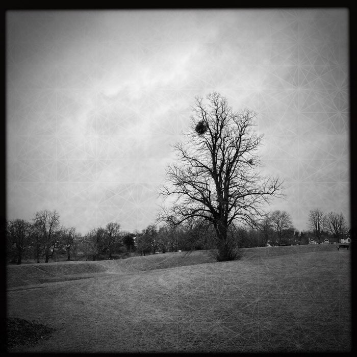 Photograph by @purplesime, shot with Elijah + Spiro Gel + BlacKeys Supergrain