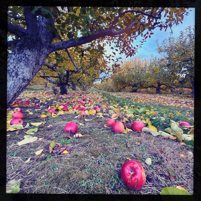 Photograph by @Alyson, shot with Apollo + Helga Viking + Lite
