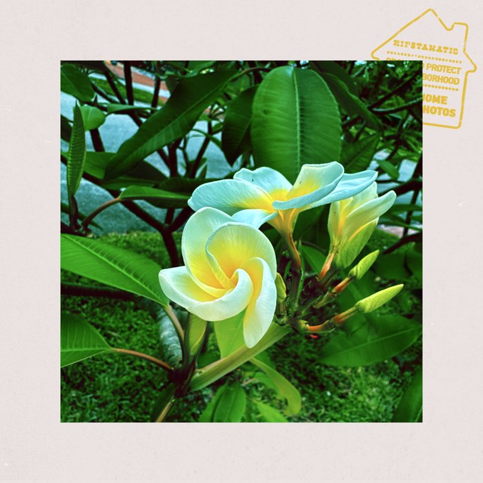 Photograph by @SueDallman, shot with Raggiana + Apollo + Stay Home