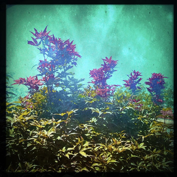 Photograph by @laveau, shot with Müller + Glow Pop + W40