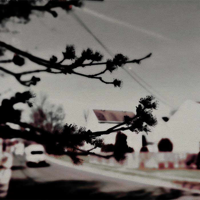 Photograph by @artisun99, shot with Tinto 1884 + Burst Light VI + Payaya 60
