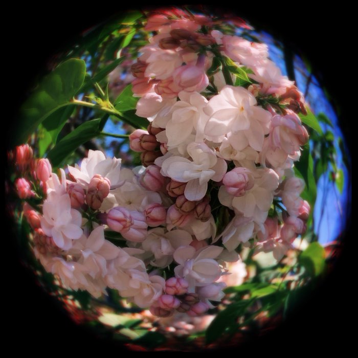 Photograph by @louisarigali, shot with Jolly Rainbo 2X + Cinematheque + Fynn 8mm
