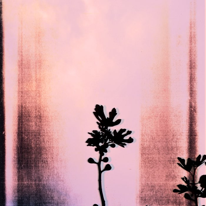 Photograph by @GerritWissink, shot with Carlson C + Laser CMYK