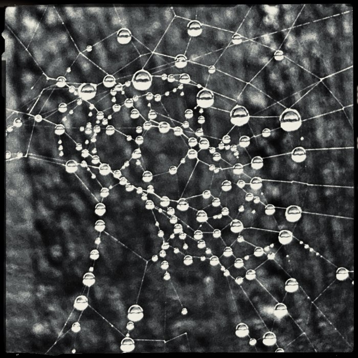 Photograph by @carl303, shot with Savannah + BlacKeys IR