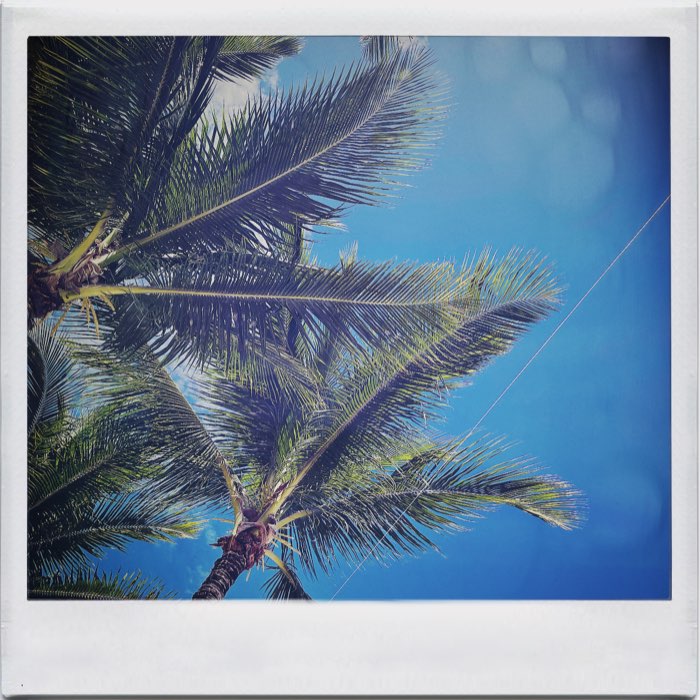 Photograph by @JEhart, shot with Helga Viking + Abbot K30