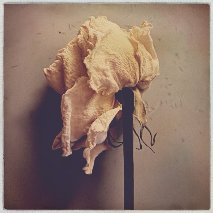 Photograph by @Tonya, shot with Madalena + Robusta