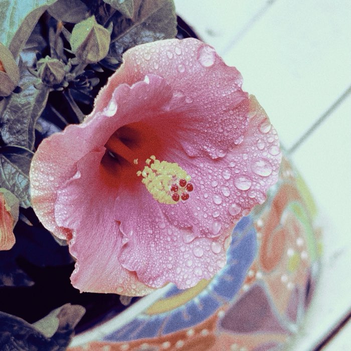 Photograph by @niedzit, shot with Mumtaz + Four Minarets