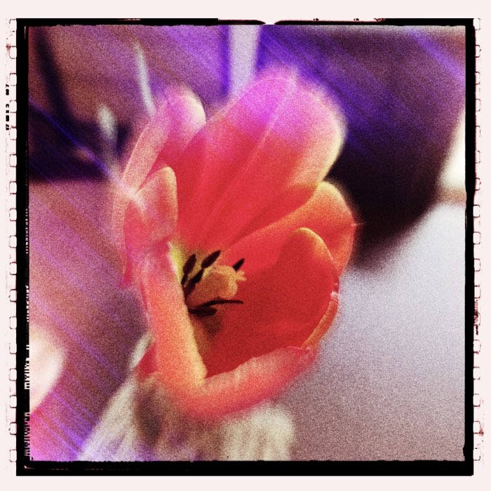 Photograph by @Boomchik, shot with Penny + Yuanzi 12 + SPRKT-ULTIMO