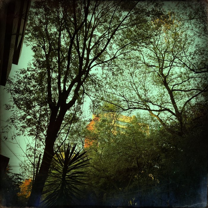 Photograph by @garchiavez, shot with Libatique 73 + Apollo + Sussex