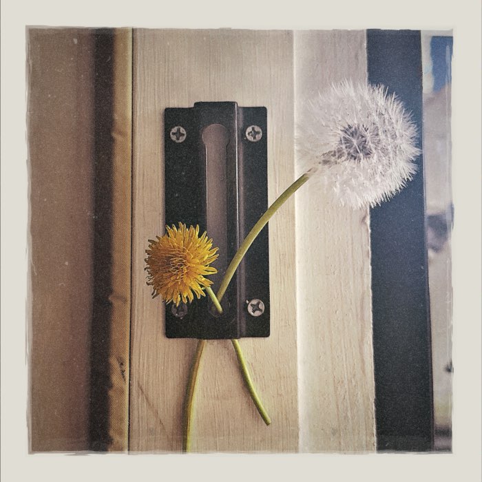 Photograph by @YvetteMarie, shot with Odakyu + Aphaea 12