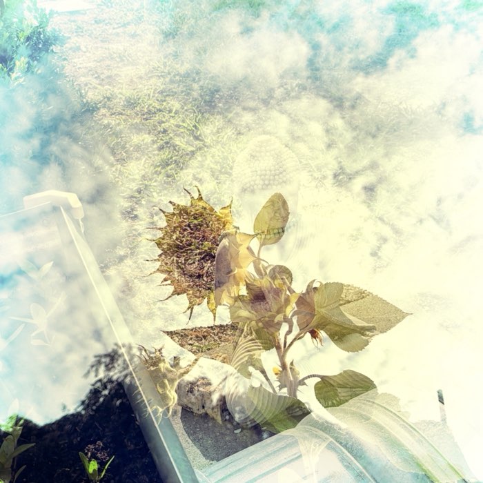 Photograph by @laveau, shot with Claire 42 + Melange CX