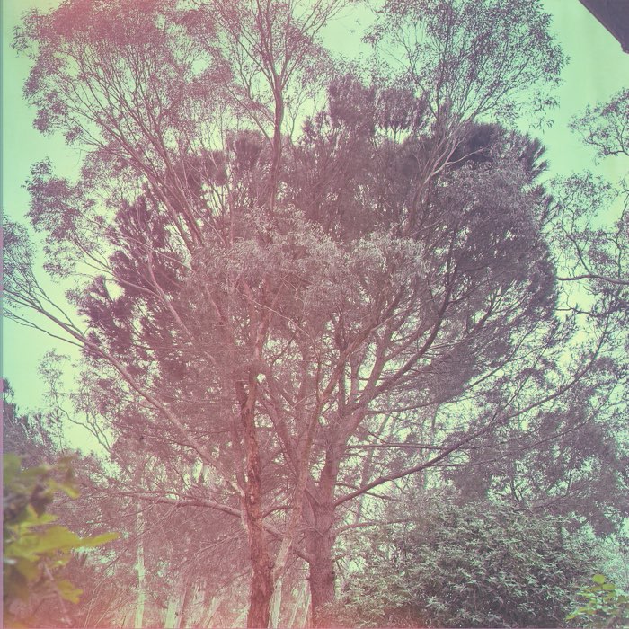 Photograph by @sealfur, shot with Muir + Sequoia