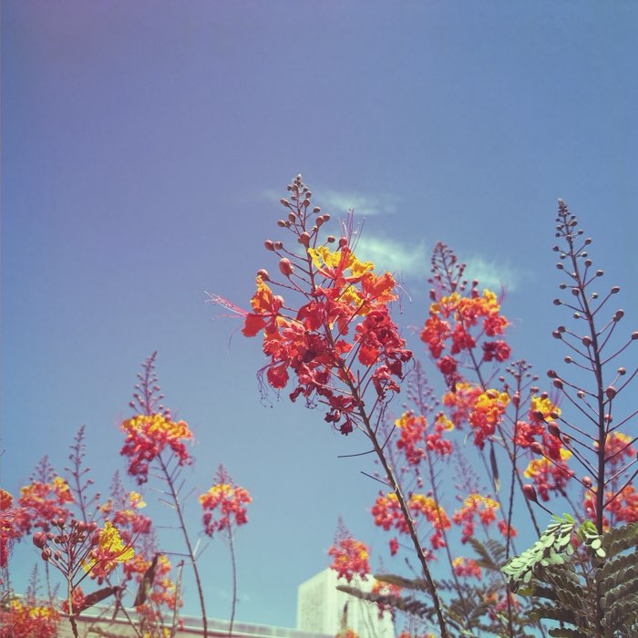 Photograph by @uncannymanny, shot with Muir + Sequoia