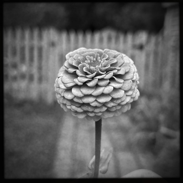 Photograph by @Fotomatt, shot with BlacKeys Supergrain