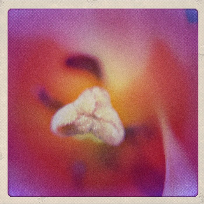 Photograph by @Kimartinodiaz_H, shot with Jimmy + Berry Pop + Etosha 1907