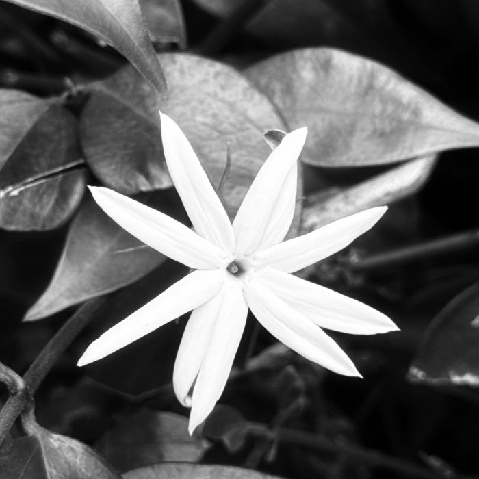 Photograph by @Pam_Sari, shot with Lumière + Tasty Pop + BlacKeys XF