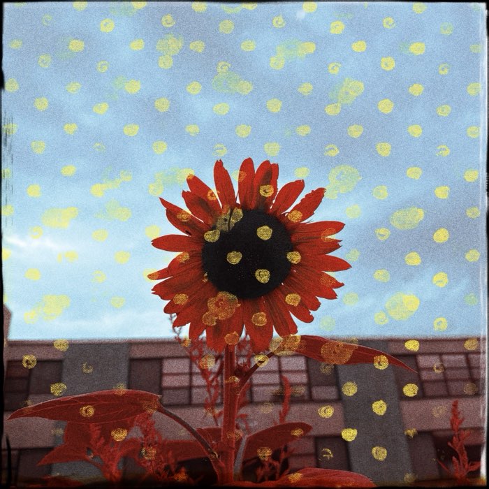 Photograph by @laveau, shot with Khun Lo + Old Faithful + Bexar 23