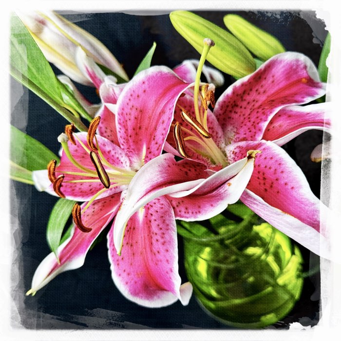 Photograph by @Jobear, shot with Lowy + Triple Crown + DreamCanvas