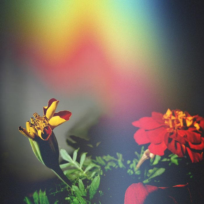 Photograph by @Ritva4690, shot with Jane + Jolly Rainbo 2X + Sun 55