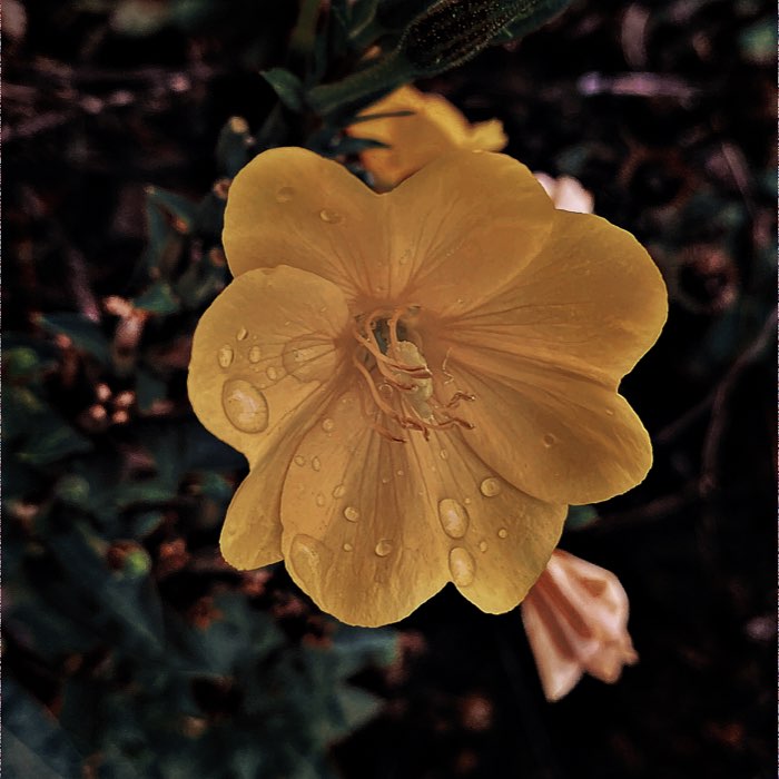 Photograph by @CarrieInBokeh, shot with Søren KG + Jolly Rainbo 2X + Love 81