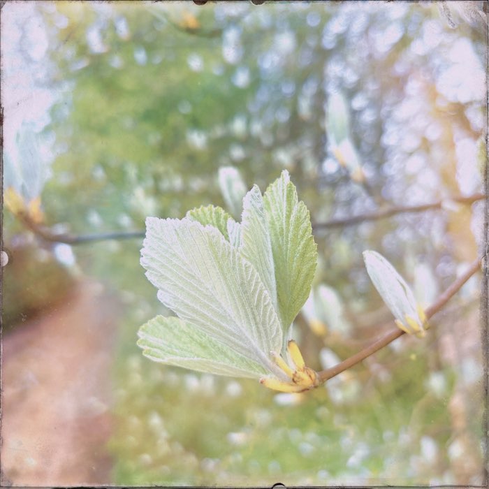 Photograph by @NRTS, shot with Yuletide + Shilshole + Big Bertha