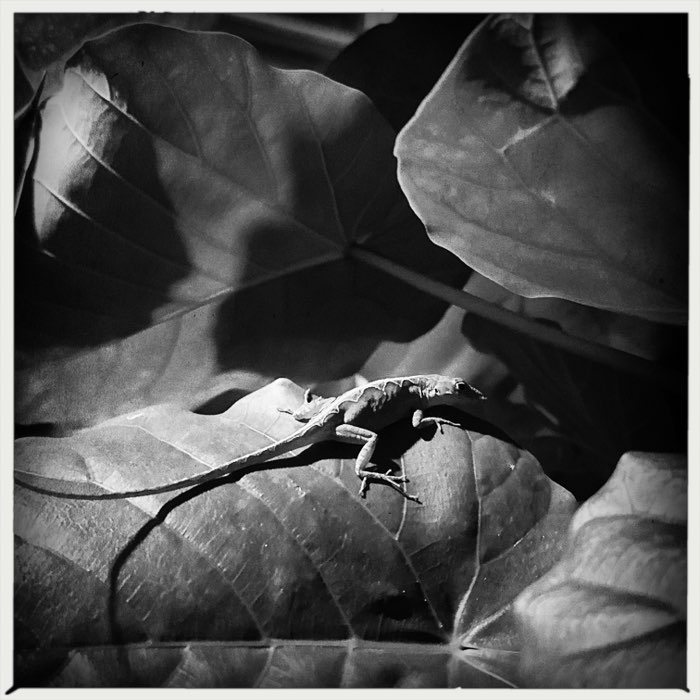 Photograph by @ahhhsatan, shot with Hagåtña + AO BW + Triple Crown