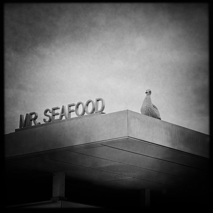 Photograph by @Fleur, shot with John S + BlacKeys Supergrain