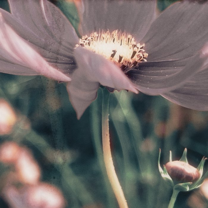 Photograph by @bindibirthmark, shot with Kantō HP + Nor'Shor 72 + Sabor