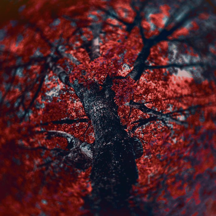 Photograph by @Kassie, shot with Aurora NCL + Djamma + Cherry Shine