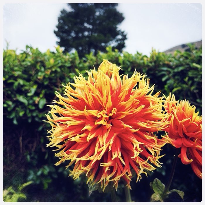 Photograph by @BryanR, shot with Americana + Singa 65 + Triple Crown