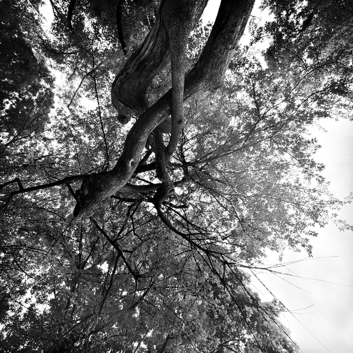 Photograph by @SERGE3914, shot with Matty ALN + Aristotle