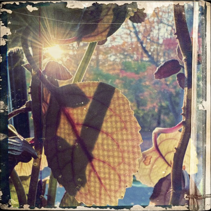 Photograph by @Dyanna27, shot with Idriss L + Sultan 1912
