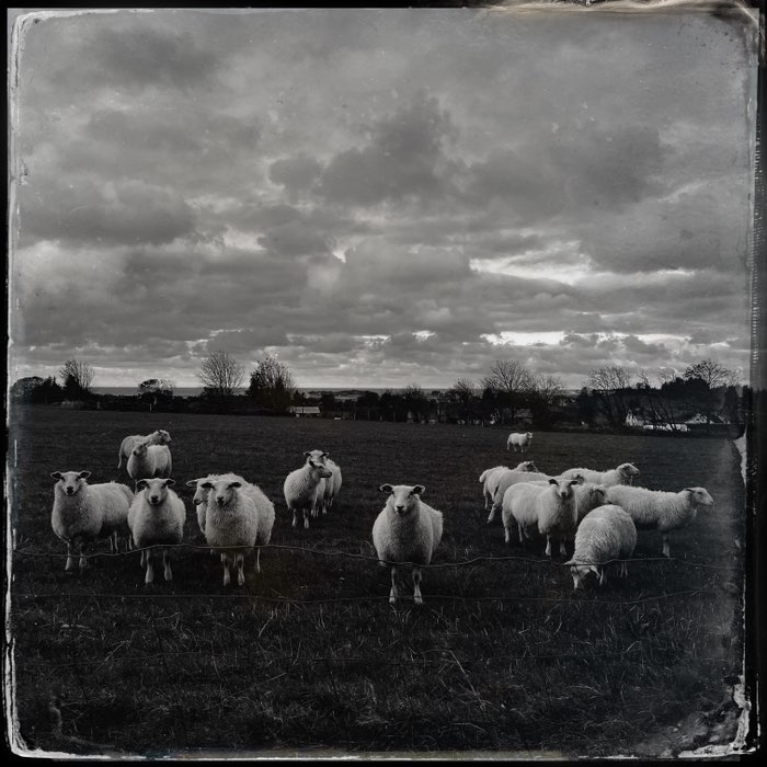 Photograph by @sool, shot with Ranger 66 + D-Type Plate
