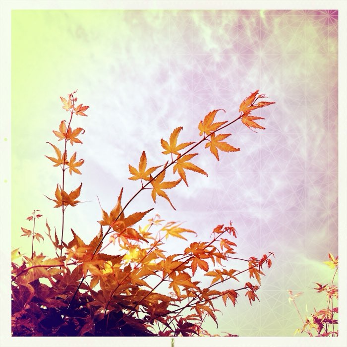 Photograph by @Hideki, shot with Watts + Alfred Infrared + Spiro Gel