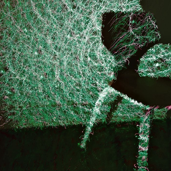 Photograph by @MariaBarbosa, shot with Scotty P + Leprechaun Tears Gel + Thalia
