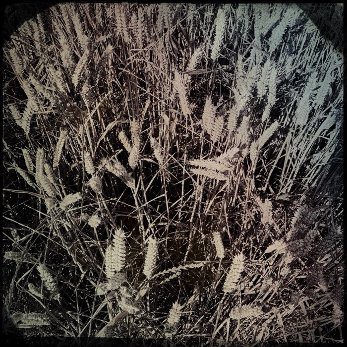 Photograph by @davew80, shot with Peale + C-Type Plate + Cadet Blue Gel