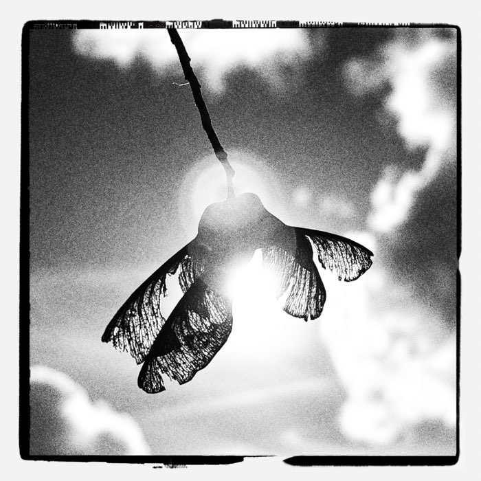 Photograph by @BrianS, shot with Markus NSW + SPRKT-BW