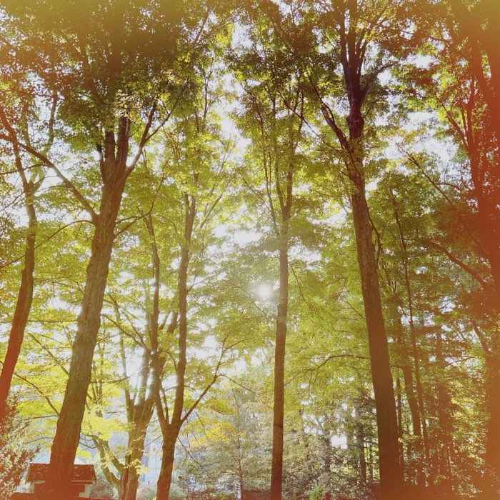 Photograph by @bindibirthmark, shot with Buckhorst H1 + Rijks + Cherry Shine
