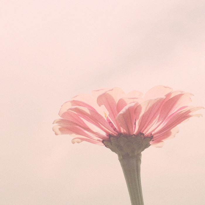 Photograph by @lapetitechoux, shot with Adler 9009 + RedEye Gel + Gotland