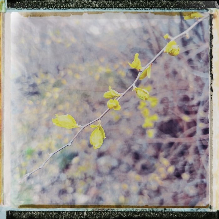 Photograph by @Elisabeth9330, shot with Peale + Type 10 Pack