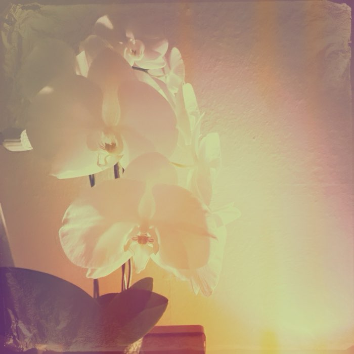 Photograph by @Marita6214, shot with Susie + Lone Star Uno + Dreampop